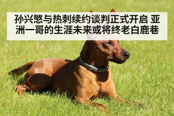孙兴慜与热刺续约谈判正式开启 亚洲一哥的生涯未来或将终老白鹿巷